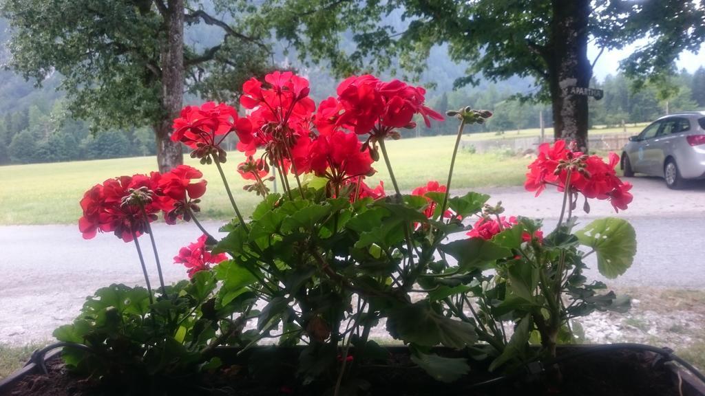 Appartamento Turisticna Kmetija Psnak Mojstrana Esterno foto