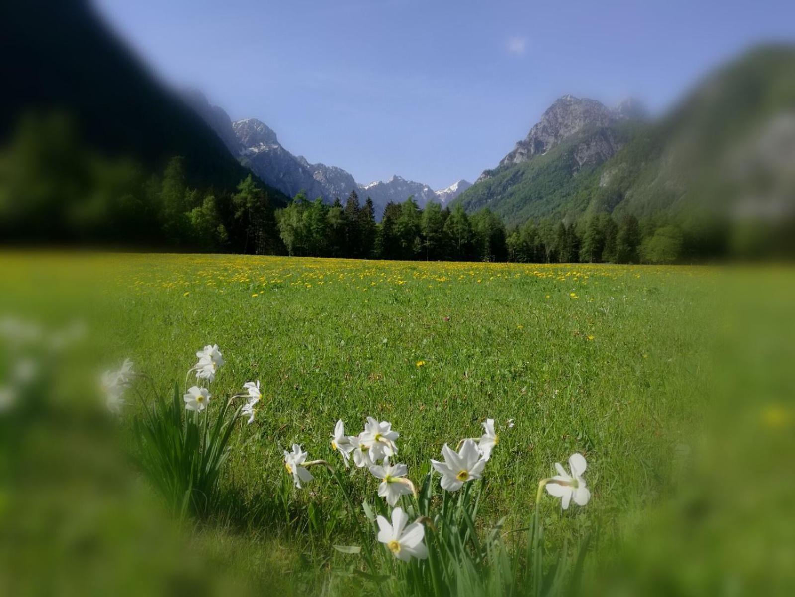 Appartamento Turisticna Kmetija Psnak Mojstrana Esterno foto