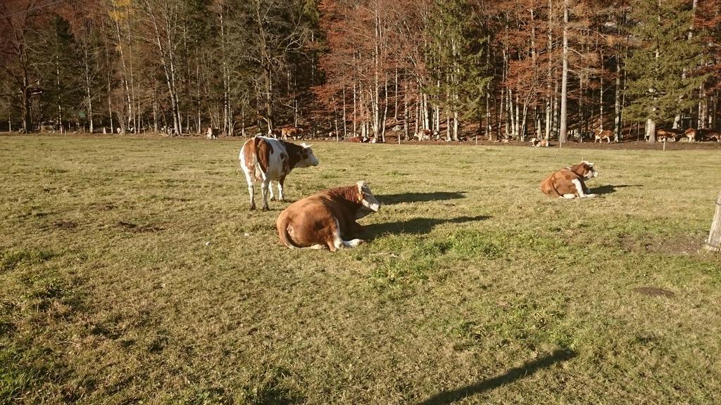 Appartamento Turisticna Kmetija Psnak Mojstrana Esterno foto