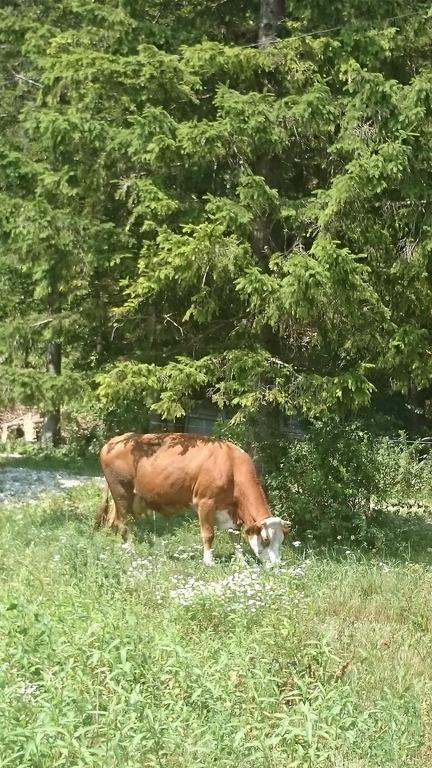 Appartamento Turisticna Kmetija Psnak Mojstrana Esterno foto