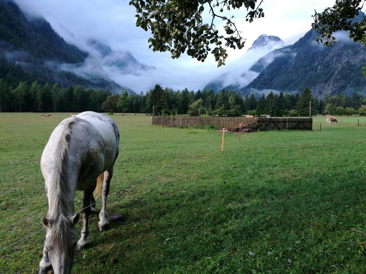Appartamento Turisticna Kmetija Psnak Mojstrana Esterno foto