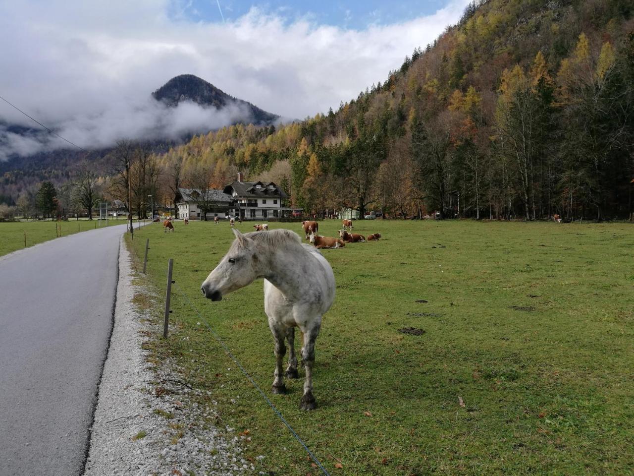 Appartamento Turisticna Kmetija Psnak Mojstrana Esterno foto
